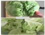 手撕包菜的做法图解1