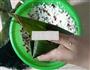 红豆蜜枣粽子的做法图解5
