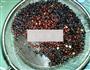 养颜黑米糊的做法图解2