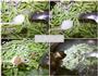 豆角焖面的做法图解3