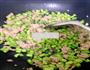 菜豆角杂炒肉末的做法图解4