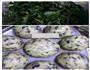 马齿苋窝窝头的做法图解7