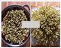 寸金绿豆芽的做法图解7