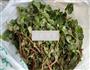 马齿苋拨鱼儿的做法图解1