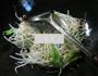 尖椒韭菜芽炒绿豆芽的做法图解3