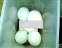 自制无铅皮蛋的做法图解8
