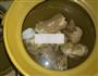 白菜干陈肾香菇汤的做法图解5