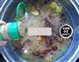 紫菜干贝肉片汤的做法图解12