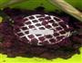紫薯山药糕的做法图解3
