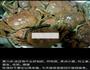 盘锦河蟹的制作方法的做法图解6