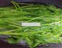 清炒萝卜苗的做法图解3