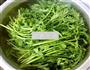 麻酱茼蒿的做法图解1