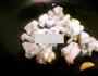 茭白排骨的做法图解3