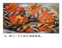 宜煮不宜蒸的大闸蟹的做法图解3