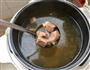 家常淮南牛肉汤的做法步骤11
