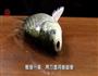 外婆菜烧鲫鱼的做法图解1
