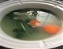 芜茜豆腐鱼头汤的做法步骤7