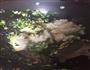 青菜蛋炒饭的做法图解6