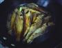 家熬小黄鱼的做法图解8