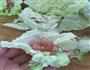 白菜卷肉的做法图解5