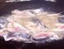 咸菜马鲛鱼的做法图解2