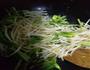 菠菜小炒豆芽菜的做法图解3