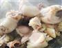 榛蘑炖鸡的做法图解5