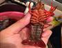 香辣小龙虾的做法图解1