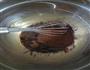 巧克力咖啡戚风的做法图解3