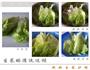 健康吃沙拉-酸奶生菜沙拉的做法图解5
