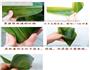 香菇滑鸡粽的做法图解6