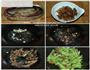 家常“灭火菜-鲮鱼苦瓜的做法图解5