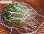 自发黄豆芽-宝宝食谱的做法图解6