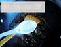 贴秋膘-蒜薹红烧肉的做法图解15