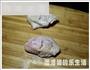 香草烤鸡翅的做法图解3