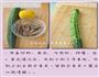 柠香鲜虾青瓜樽的做法图解1