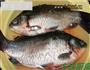 炖鲫鱼的做法图解1
