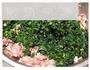 荠菜鲜肉水饺的做法图解4