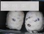 葡萄干吐司包的做法图解10