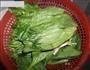 姜汁菠菜墩的做法图解1
