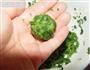 巧用剩馒头做儿童爱不释手的蔬菜球-菠菜刺球的做法图解10