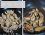 竹笋鸡翅的做法图解6