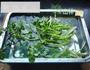 凉拌香菜的做法步骤1