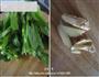蚌肉烧菜苔的做法图解2