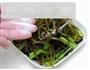 凉拌芹菜海带的做法图解6