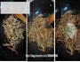 豆豉炒香干的做法步骤4