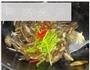 爆炒海茸条的做法图解8