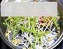 清爽小菜的做法步骤3