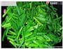 鸡腿菇炒韭菜花的做法图解3