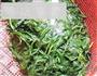 香干马兰头的做法图解4